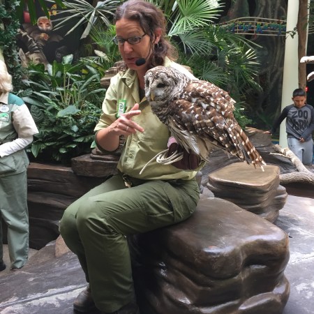 Animal Kingdom Animal Encounters -Magoo