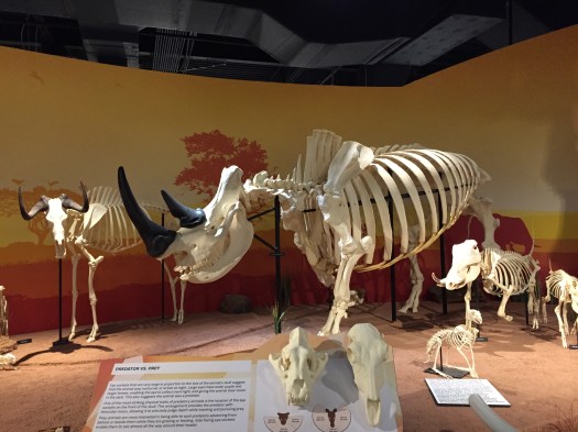 Skeletons Museum Orlando
