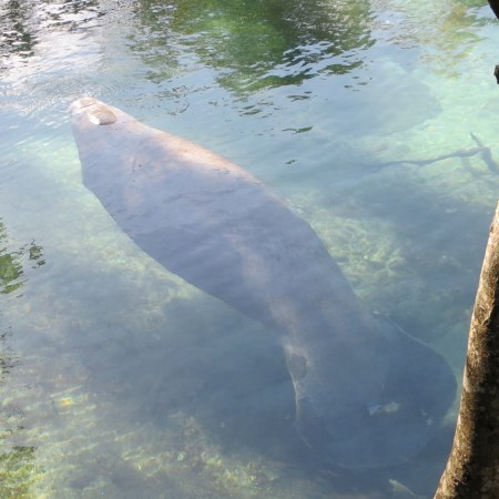 Three Sisters Springs, Crystal River, FL