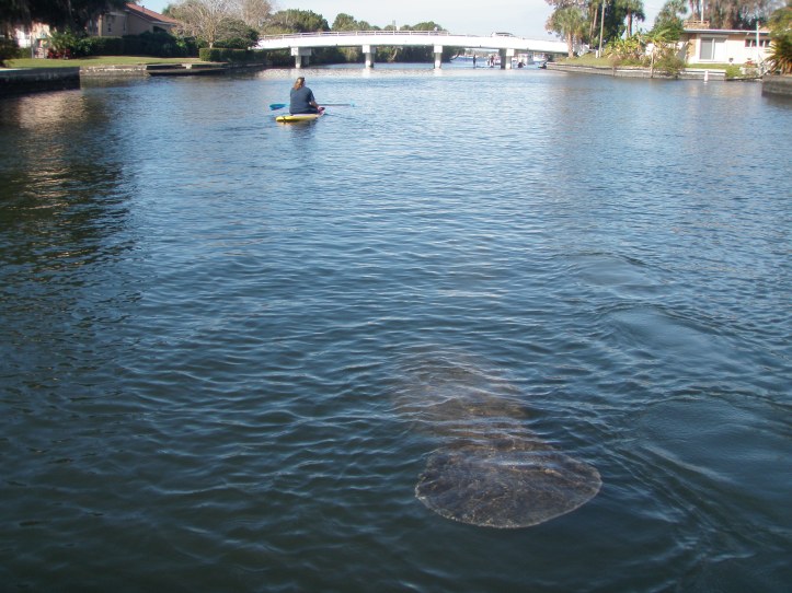Paddleboarding with manatees in Crystal River