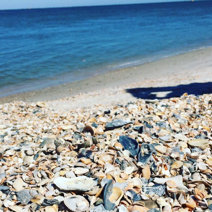 Amelia Island - Shells at Fort Clinch