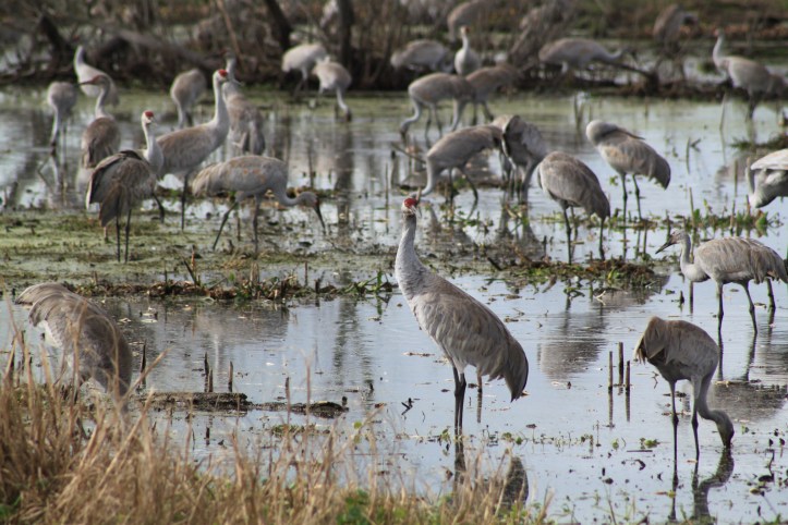 Paynes Prairie State Park