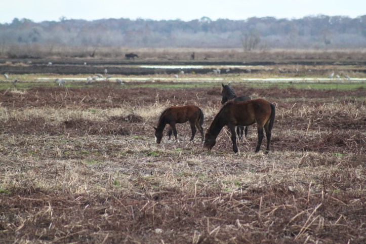 Paynes Prairie State Park