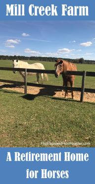 A retirement home for horses where you can feed the horses every Saturday from 11:00AM - 3:00PM in Alachua, Florida