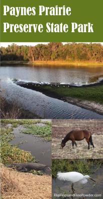 We found bison in Florida! Paynes Prairie Preserve State Park