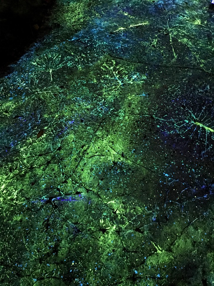 Pandora: The World of Avatar at Disney's Animal Kingdom