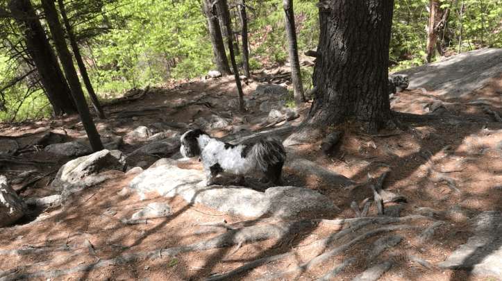 Trying to hike Mount Major