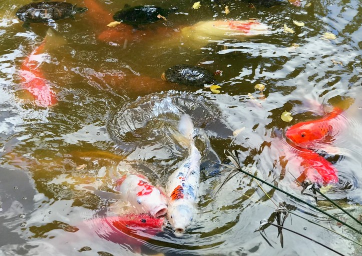 Morikami Museum & Gardens